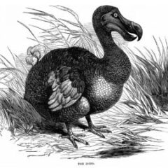 A Declaration you MUST sign… or else!